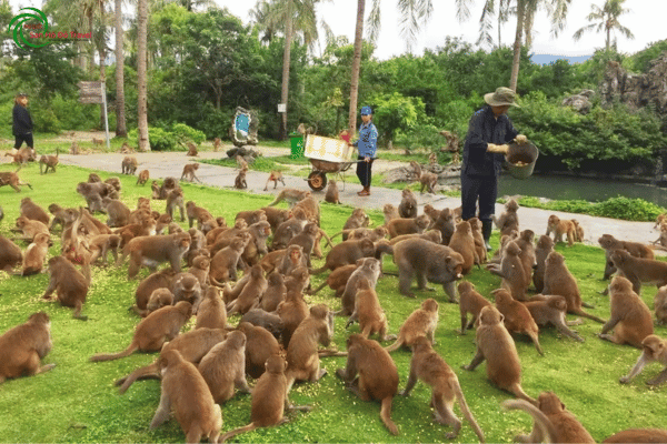 Vé Đảo Khỉ Nha Trang